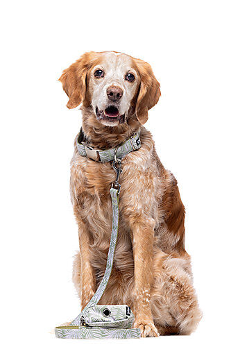 Gotoo - Collier Feuilles Vert pour Chien - XS Image num&eacute;ro 7