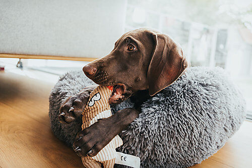 Hunter - Jouet Peluche Barry Forme de Souris - 20cm Image num&eacute;ro 2