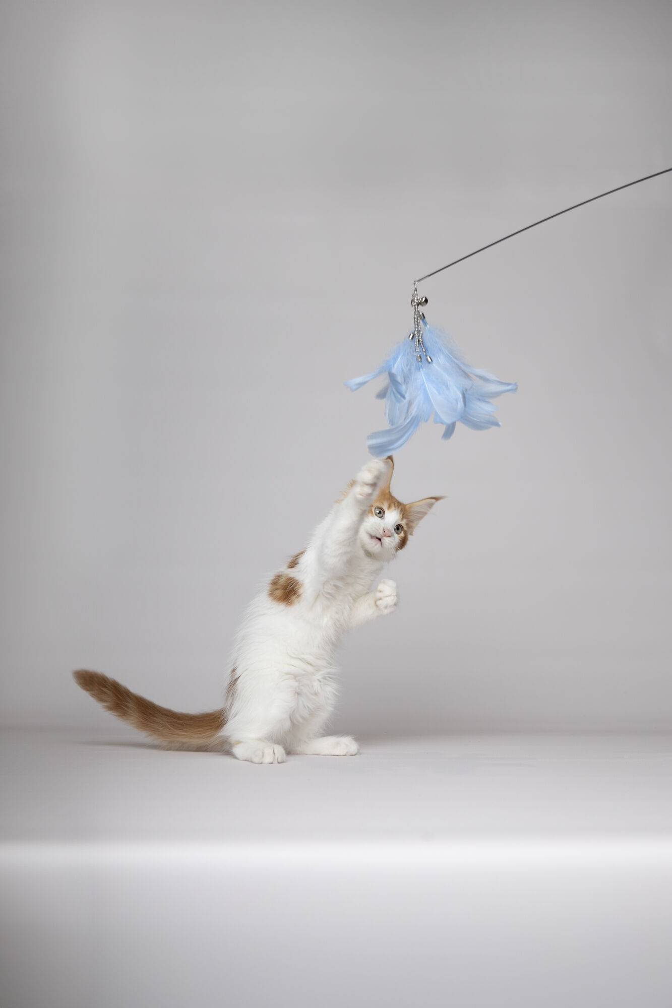 Flamingo - Canne &agrave; P&ecirc;che Nimmy pour Chats - 186cm Image num&eacute;ro 9