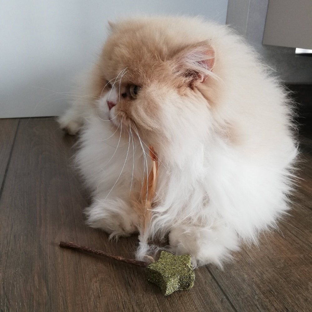 Croci - Jouet Baguette Catnip Euphoria Etoile - 12cm Image num&eacute;ro 5