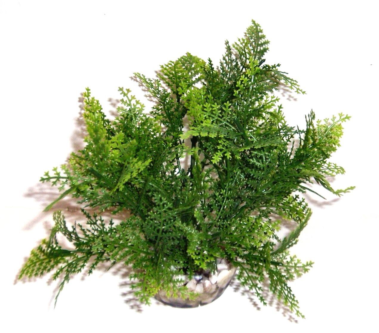 Labeo - Plante de D&eacute;coration Sprengeri pour Aquarium Image num&eacute;ro 1