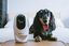 PAWBO - Caméra Interactive Pawbo+ pour Chien et Chat Indicateur image numéro 5