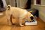 Sure PetCare - Bol Hermétique SureFeed pour Chat Indicateur image numéro 4