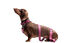 Gotoo - Collier Premium Biotane Bordeaux pour Chien - S Indicateur image numéro 4