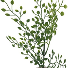 Labeo - Plante Décorative Herbe Fine pour Aquarium image number null