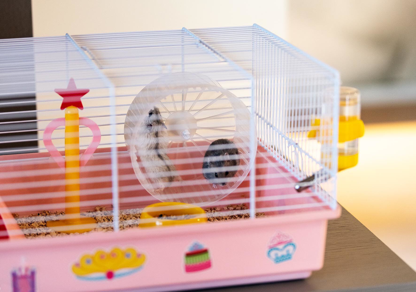 Ferplast - Cage Criceti 9 Princesse pour Hamsters Image num&eacute;ro 5