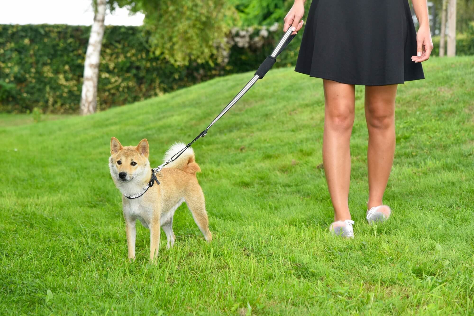 Bobby - Laisse avec Attache S&eacute;curit&eacute; Voiture Rouge pour Chien - S Image num&eacute;ro 3