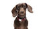 Gotoo - Collier en Paisley Rouge pour chien - XS Indicateur image numéro 7