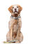 Gotoo - Collier Feuilles Vert pour Chien - XS Indicateur image numéro 4