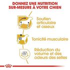 Royal Canin - Croquettes Teckel pour Chien Adulte - 1,5Kg image number null