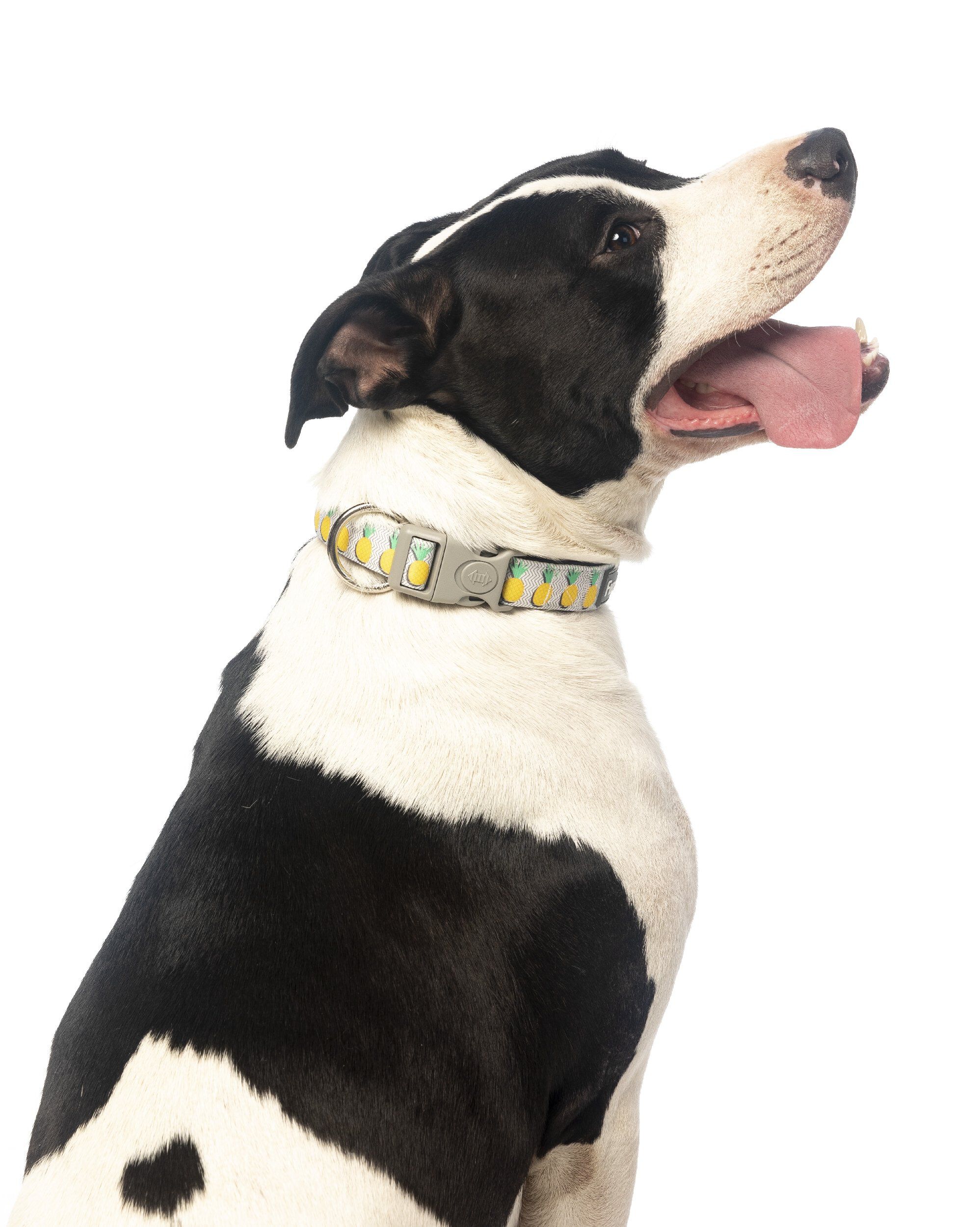 Fuzzyard - Collier Pi&ntilde;a Colada pour Chien - L Image num&eacute;ro 2