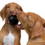 Kong - Jouet Extreme Ball pour Chien - S Indicateur image numéro 4