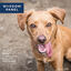 Wisdom Panel 2.0 - Test Identification de Races ADN pour Chien Indicateur image numéro 7