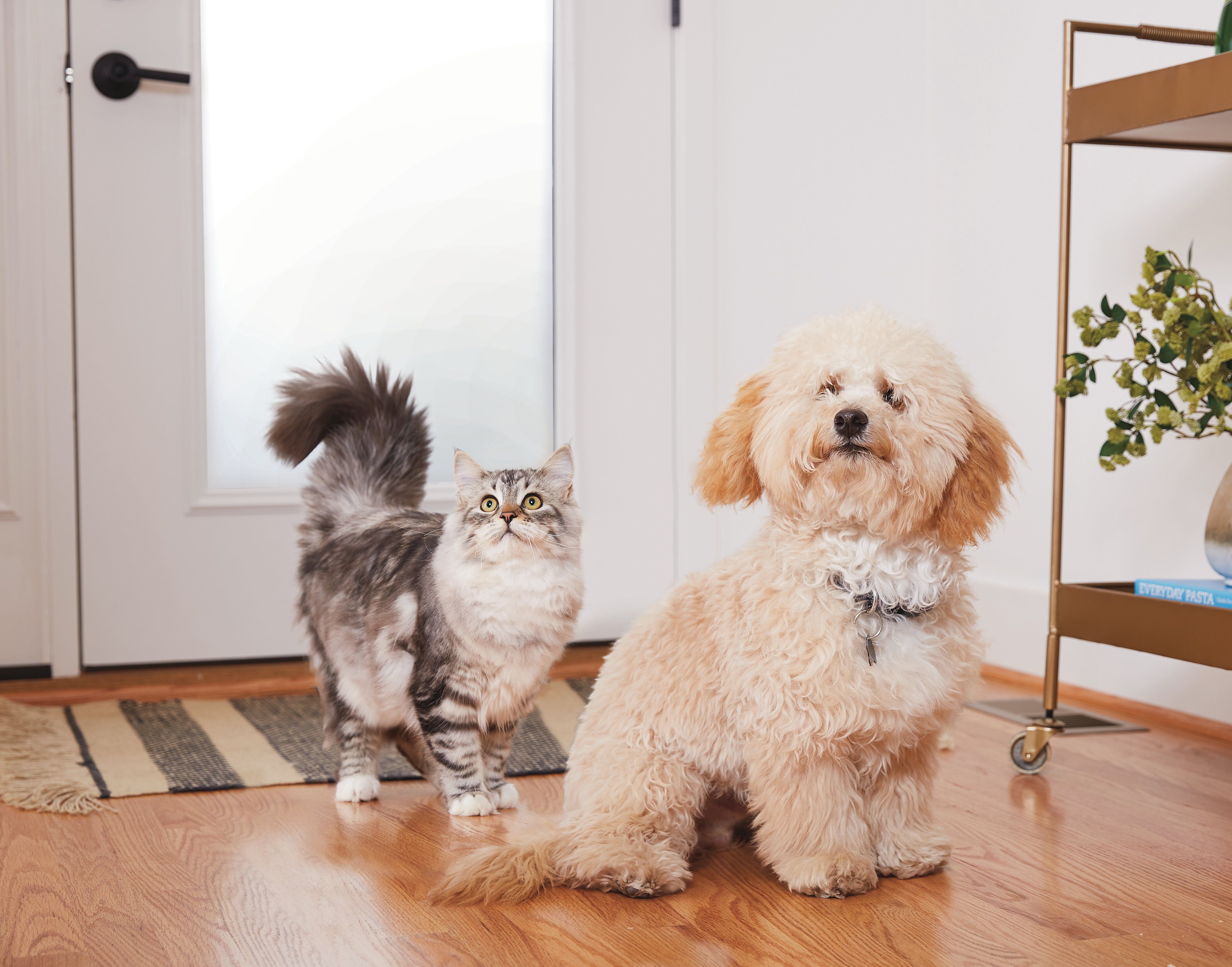 Urine Off - Destructeur Biotec Urine Off Chien -  946ml Image num&eacute;ro 2