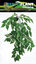 Repto - Décoration Plante Verte Suspendue - 30cm Indicateur image numéro 1