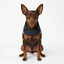 Gotoo - Manteau Imperm&eacute;able Bleu pour Chiens - 40cm Indicateur image num&eacute;ro 1