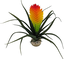 Labeo - Plante Vriesia Décorative pour Terrarium Indicateur image numéro 1