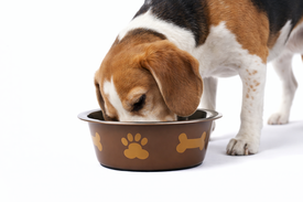 Leeby - Gamelle Inox &agrave; Motifs pour Chiens