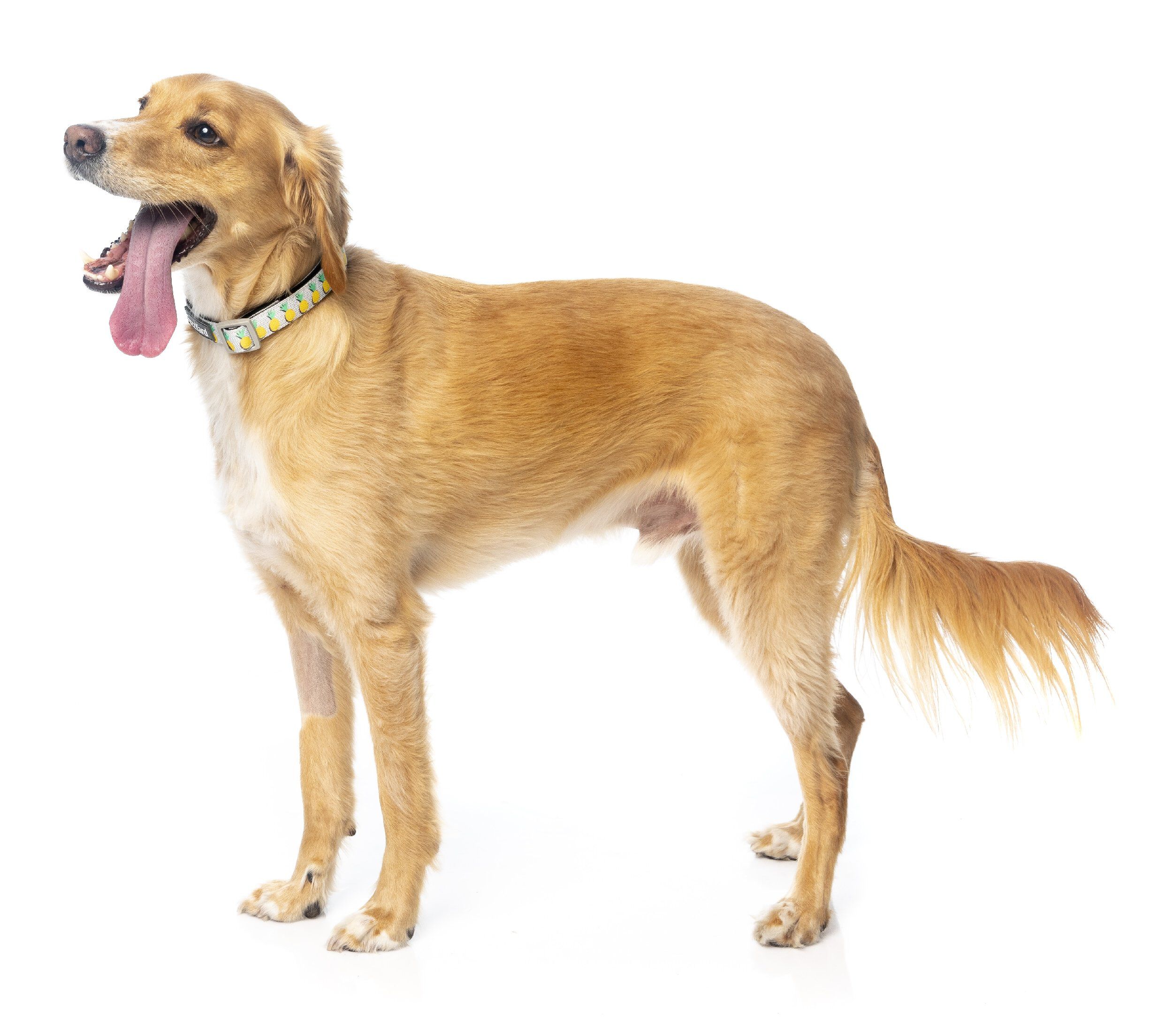 Fuzzyard - Collier Pi&ntilde;a Colada pour Chien - L Image num&eacute;ro 8