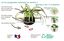 CocoPlant - Filtration Naturelle CocoGarden sans Pompe pour Aquarium Indicateur image numéro 5