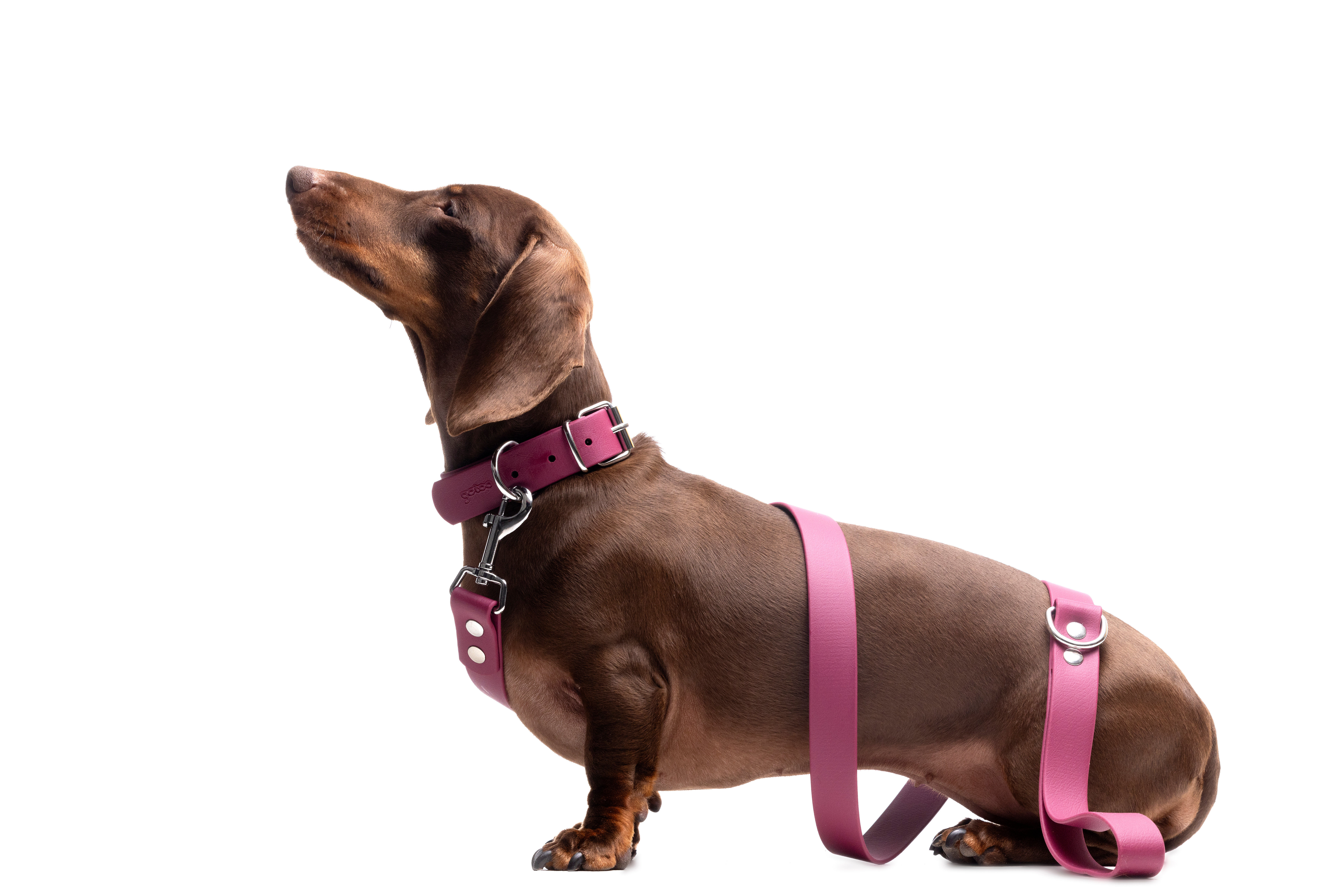 Gotoo - Collier Premium Biotane Bordeaux pour Chien - S Image num&eacute;ro 4