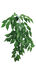 Repto - Décoration Plante Verte Suspendue - 30cm Indicateur image numéro 2