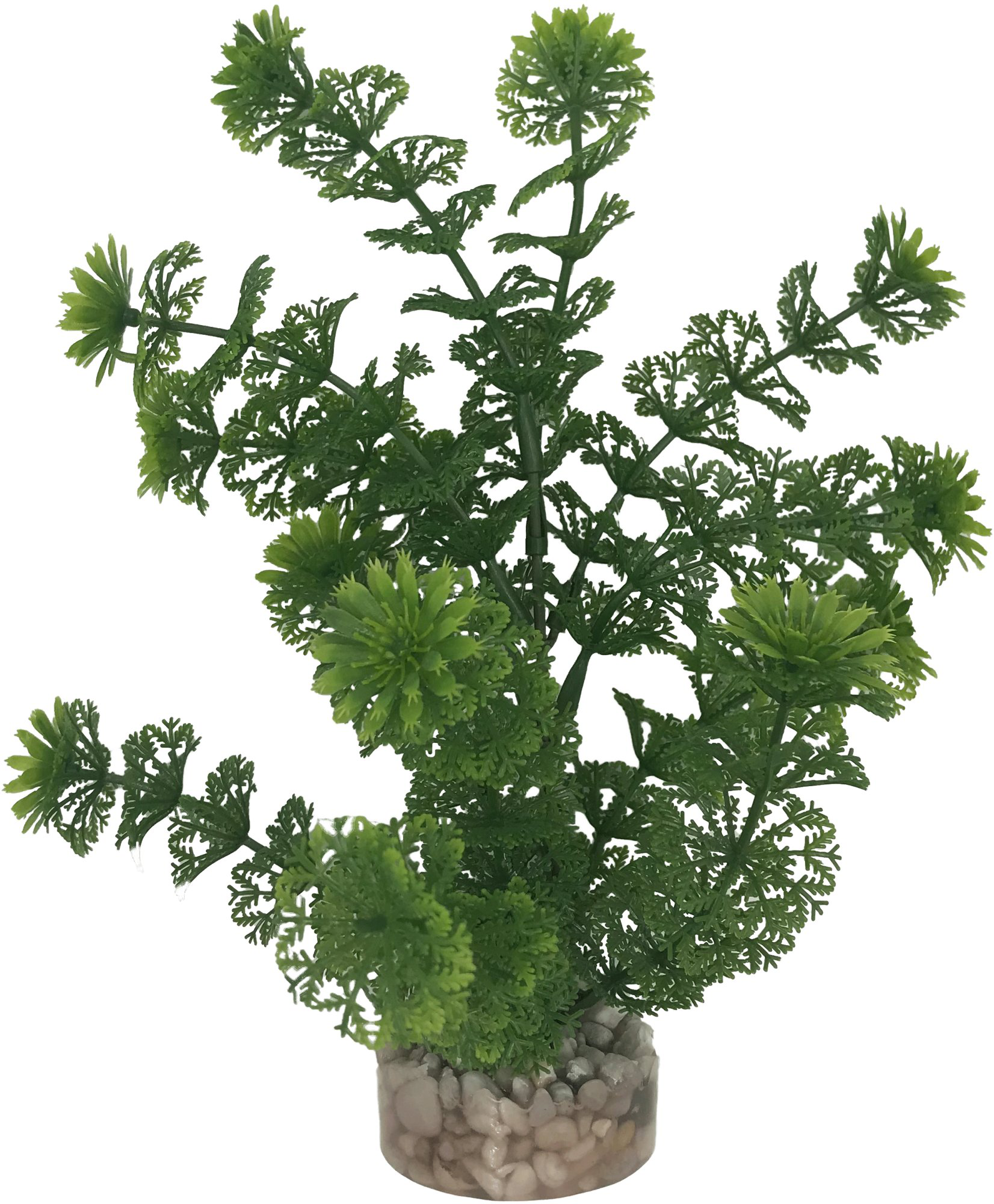 Labeo - Plante D&eacute;corative Limnophilia pour Aquarium Image num&eacute;ro 1