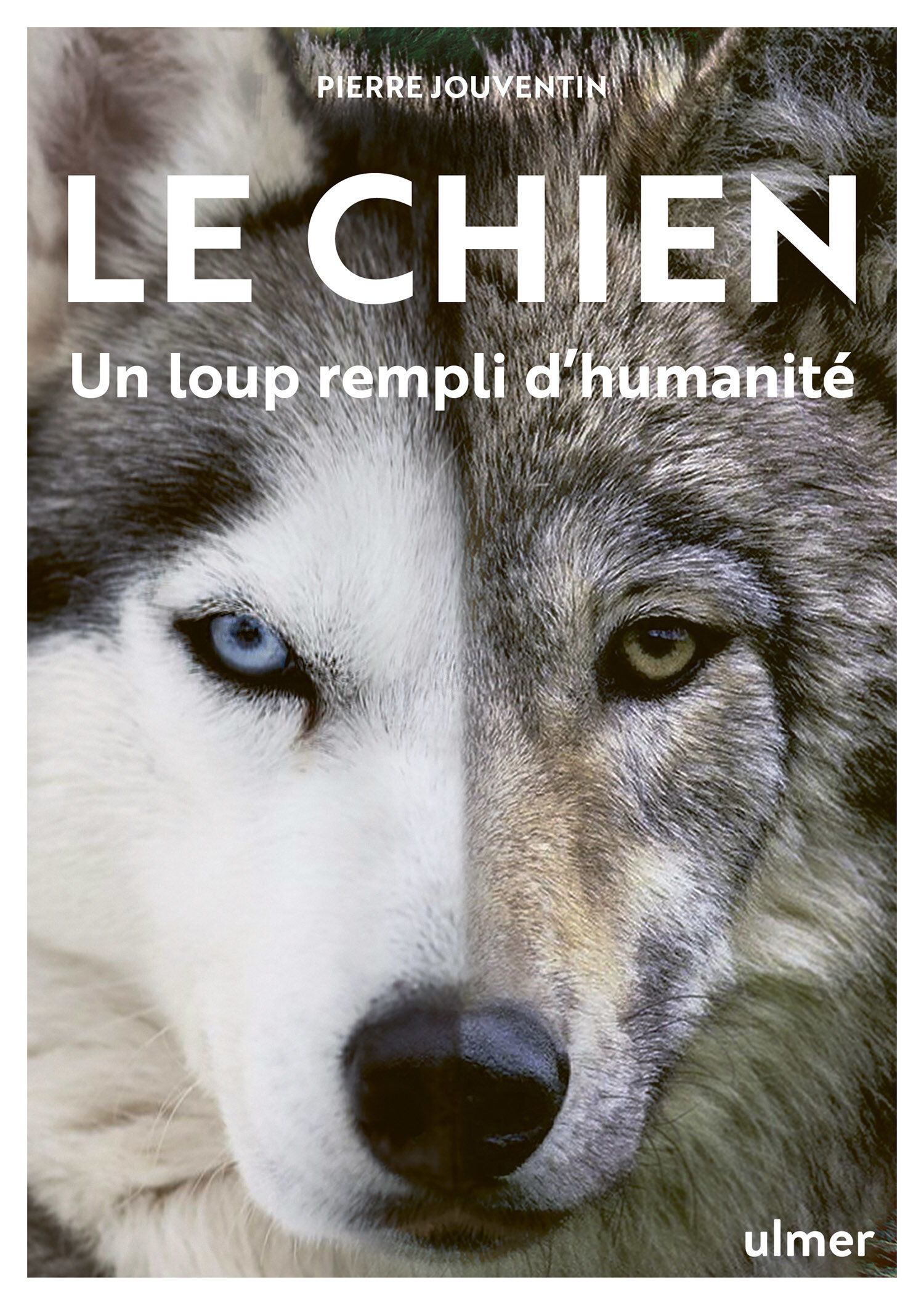 Le Chien, un loup rempli d'humanit&eacute; Image num&eacute;ro 1