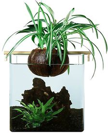CocoPlant - Filtration Naturelle CocoGarden sans Pompe pour Aquarium