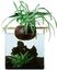 CocoPlant - Filtration Naturelle CocoGarden sans Pompe pour Aquarium Indicateur image numéro 1