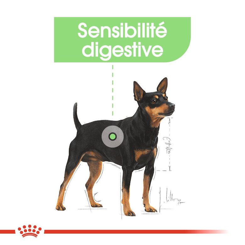 Royal Canin - Croquettes Mini Digestive Care pour Chien - 3Kg Image numéro 4 Royal Canin - Croquettes Mini Digestive Care pour Chien - 3Kg Image numéro 4
