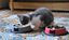 Bobby - Gamelle Inox Antidérapante pour Chats - Gris Indicateur image numéro 2