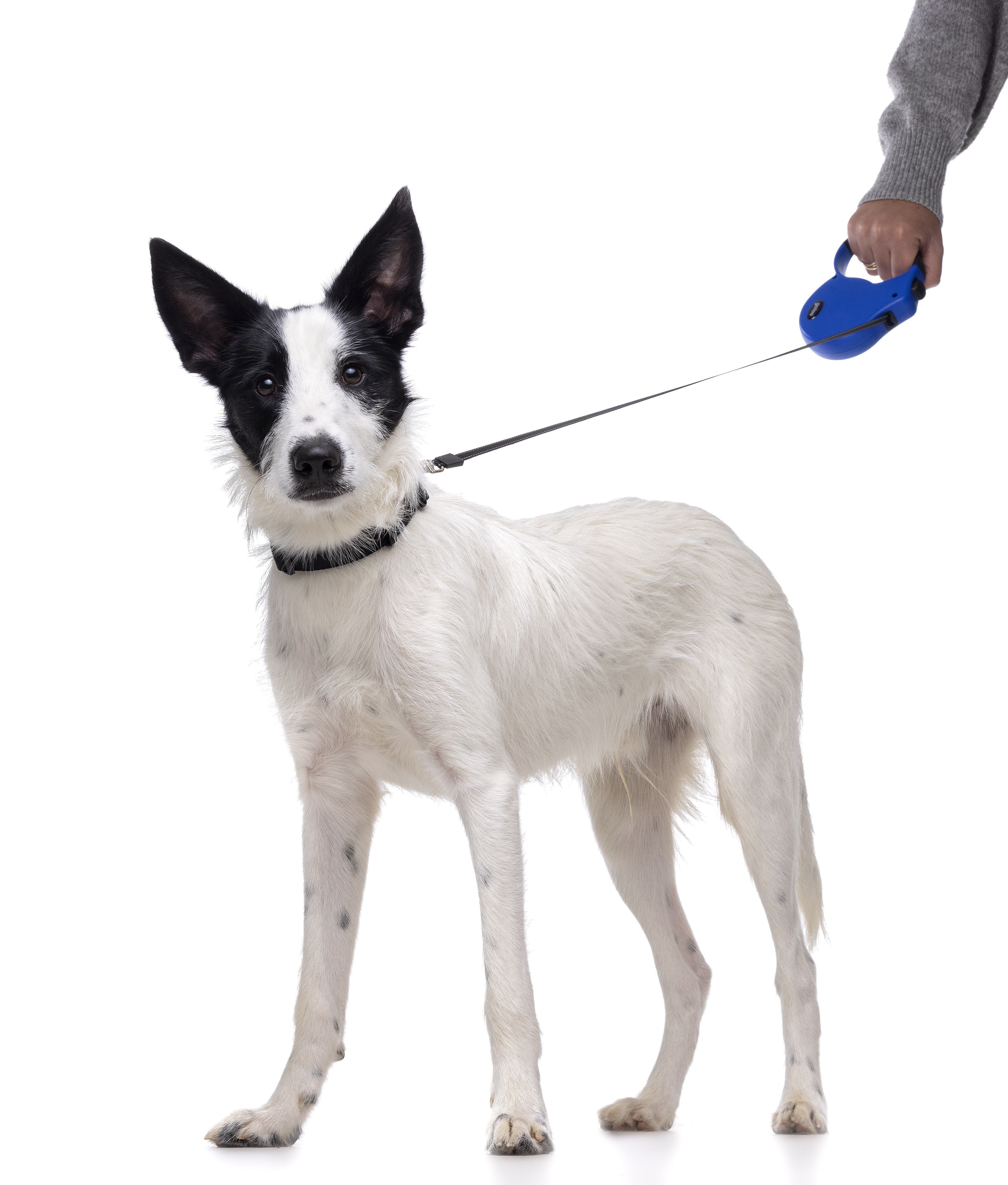 Gotoo - Laisse Enrouleur Bleu pour Chien - S Image num&eacute;ro 2