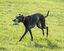 Foaber - Jouet Jack pour Chien - Mix Indicateur image numéro 2