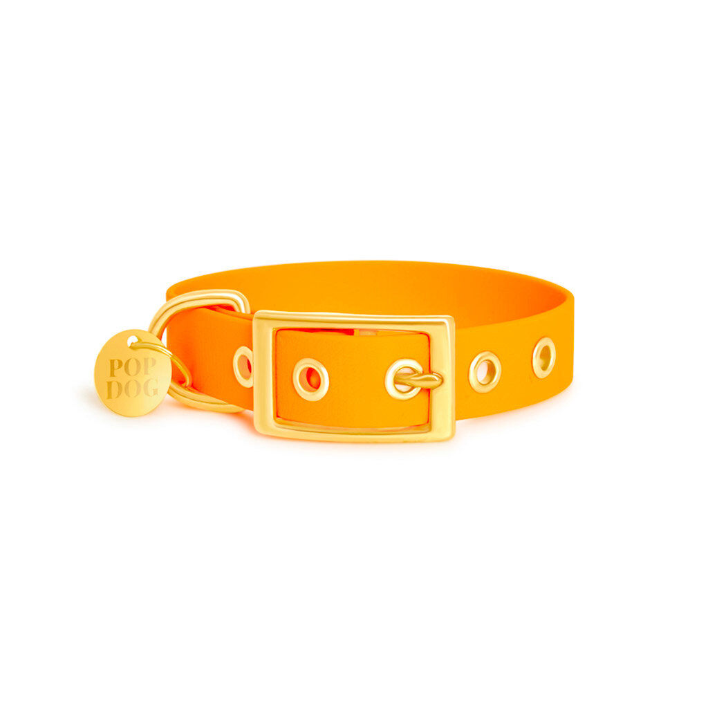 Pop Dog - Collier A  1/4 Illet Pitchoune Orange pour Chien - XS Image num&eacute;ro 2