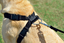 Zolux - Harnais de Sécurité Auto pour Chien - S Indicateur image numéro 3