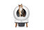 PetSafe - Litière Auto-Nettoyante Smart Spin pour Chats - Blanc Indicateur image numéro 7