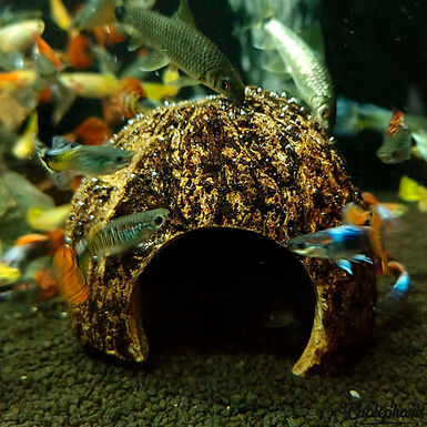 Eublepharis - Cachette Kabuto pour Reptiles - 12cm