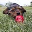 KONG - Pâté de Foie Stuff'N au Poulet pour Chien Indicateur image numéro 3