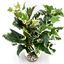 Labeo - Décoration Plante Verte Artificielle pour Aquarium Indicateur image numéro 1
