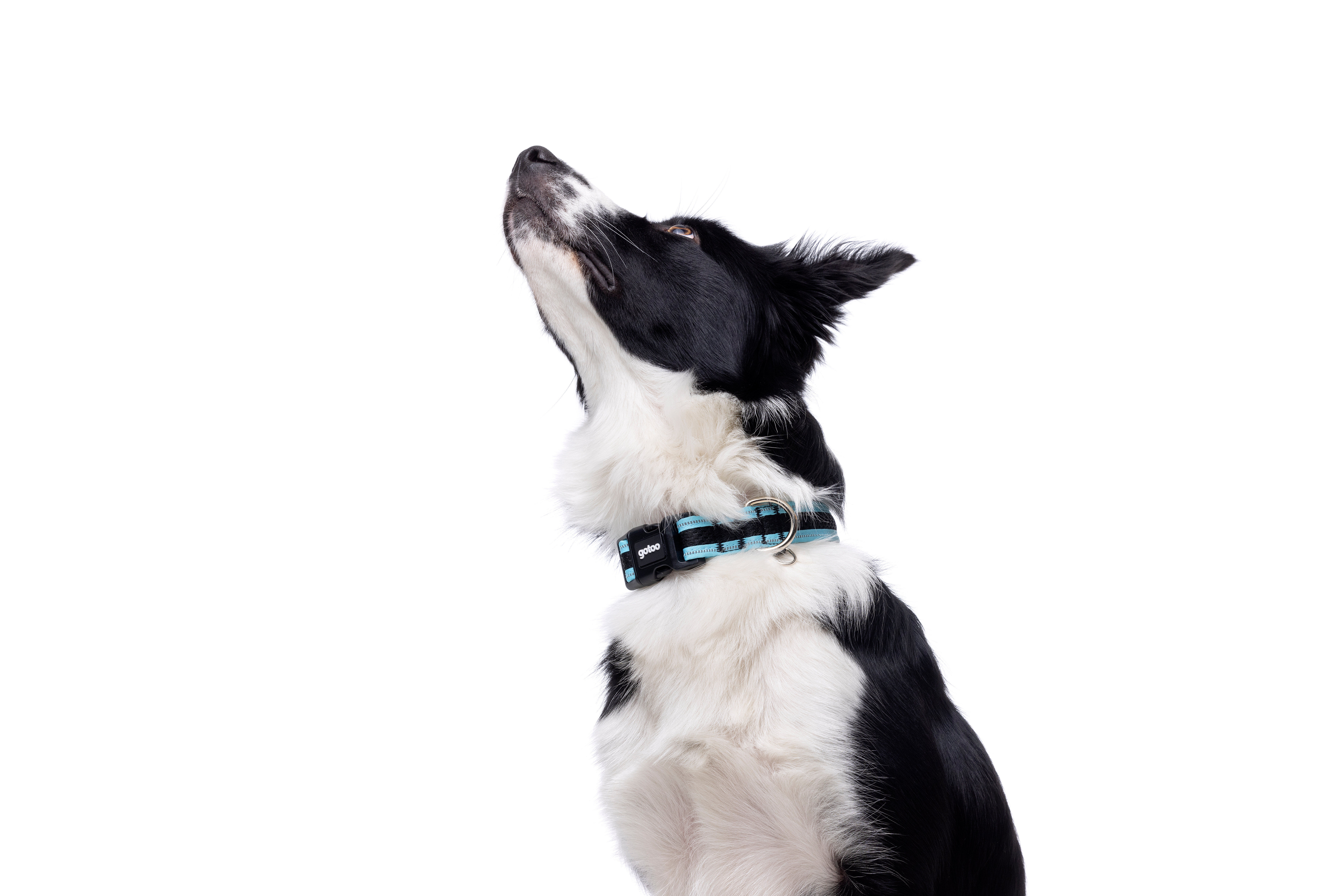 Gotoo - Collier Mesh Turquoise pour Chien - S Image num&eacute;ro 6