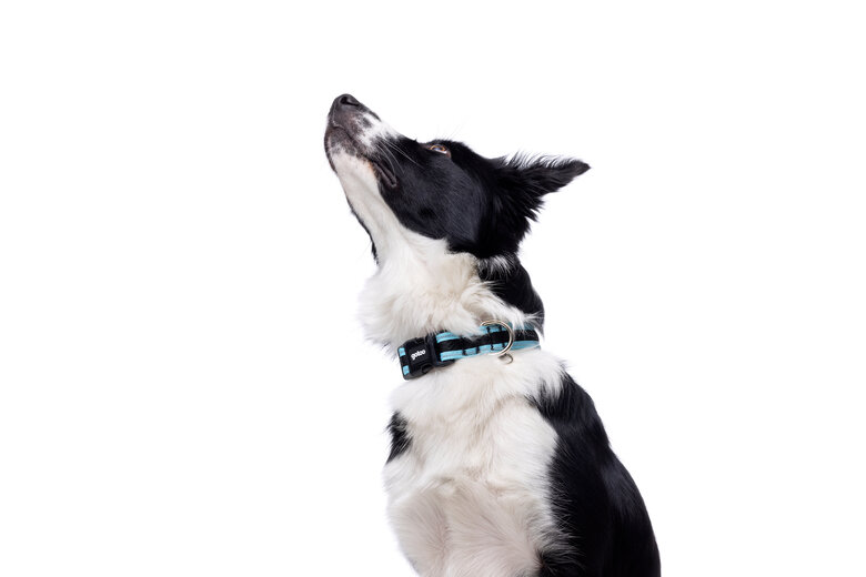 Gotoo - Collier Mesh Turquoise pour Chien - S Image numéro 6 Gotoo - Collier Mesh Turquoise pour Chien - S Image numéro 6