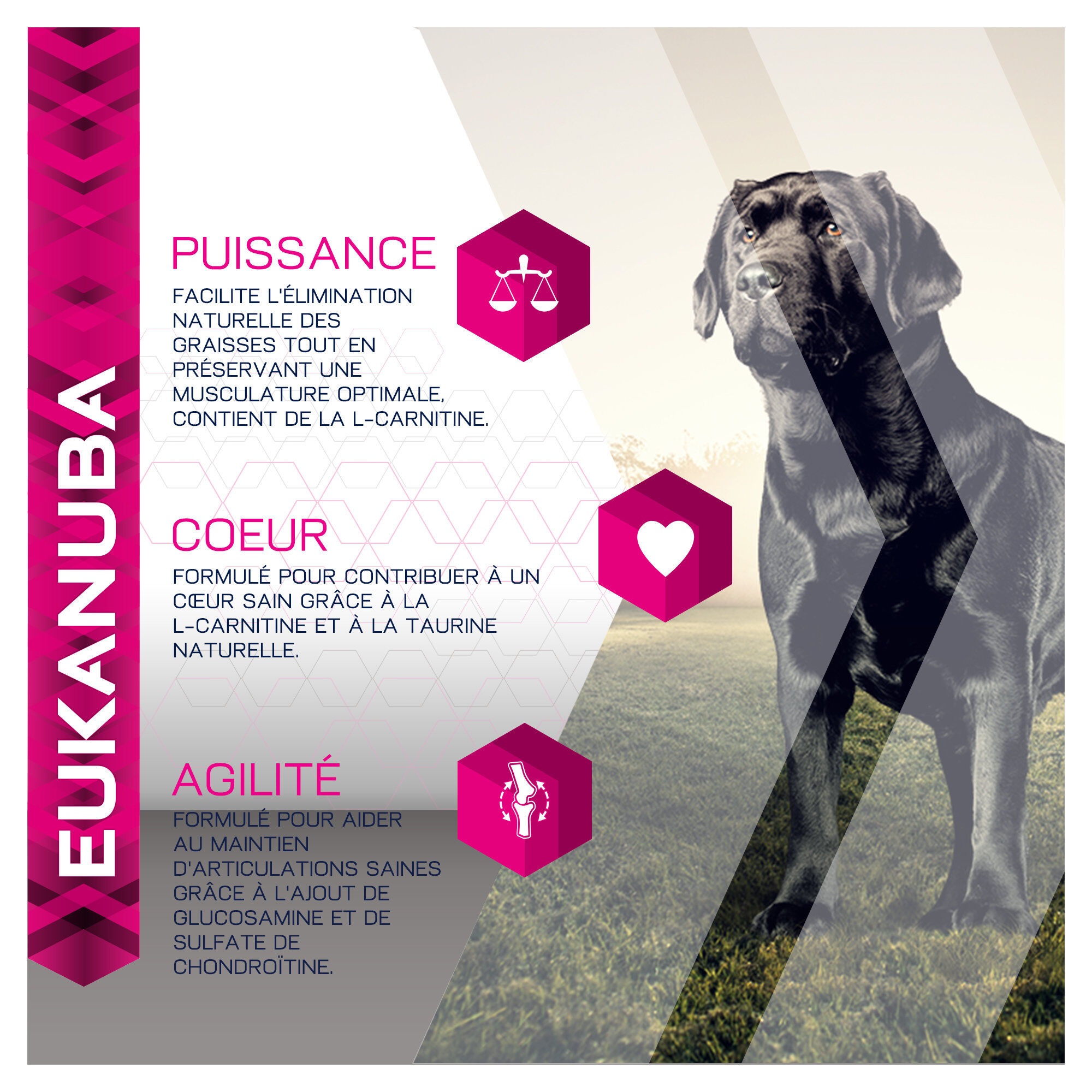 Eukanuba - Croquettes Breed Specific Labrador Retriever Poulet - 12Kg Image num&eacute;ro 7