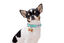 Gotoo - Set Etoiles Bleu pour Chiot Indicateur image numéro 7
