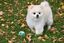 Bobby - Jouet Balle Wave Lagon pour Chiens - S Indicateur image numéro 2