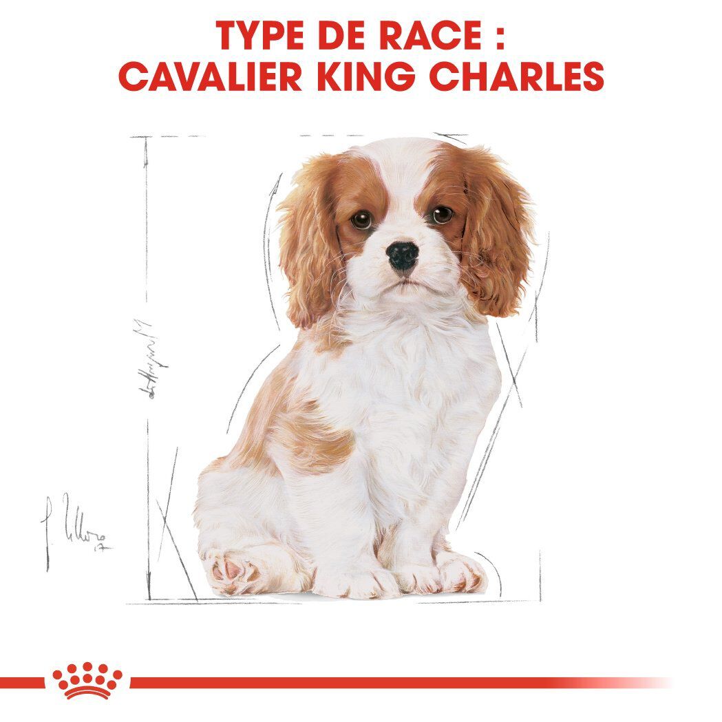 Royal Canin - Croquettes Cavalier King Charles Junior pour Chiot - 1,5Kg Image num&eacute;ro 6