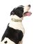 Fuzzyard - Collier Piña Colada pour Chien - L Indicateur image numéro 2