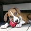 KONG - Balle Stuff-A-Ball pour Chiens - L Indicateur image numéro 4