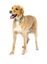FuzzYard - Collier Summer Punch pour Chien - L Indicateur image numéro 5