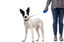 Gotoo - Collier Essentials en Nylon Noir pour Chien - XS Indicateur image numéro 5